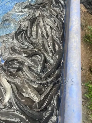 Delicious Cat Fish for Sale at Farm Price