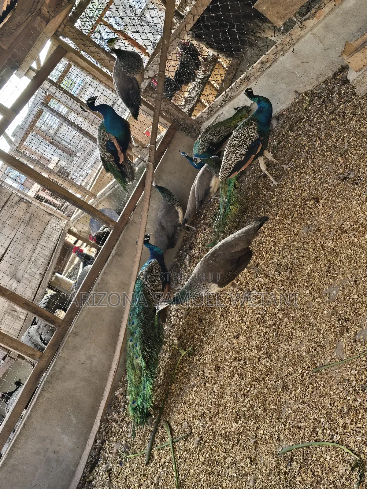 Matured Peacocks for Sale