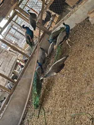 Matured Peacocks for Sale