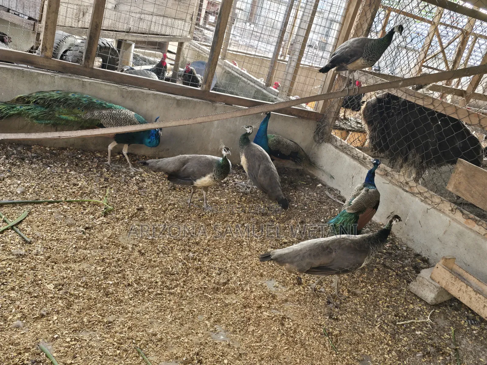 Matured Peacocks for Sale
