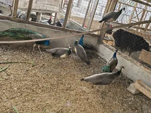 Matured Peacocks for Sale