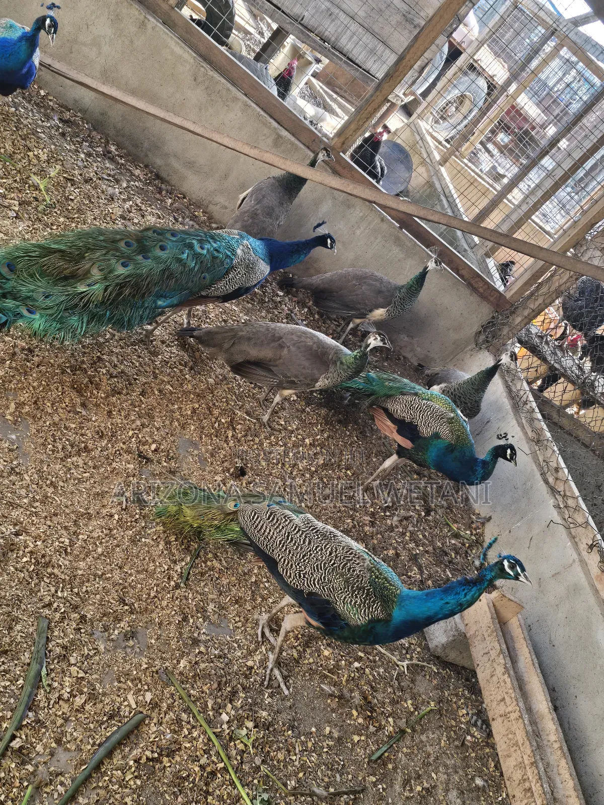Matured Peacocks for Sale