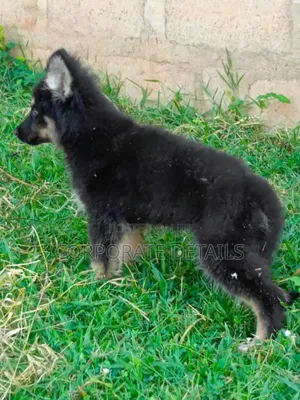 1-3 months Male Purebred German Shepherd