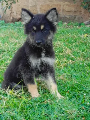1-3 months Male Purebred German Shepherd