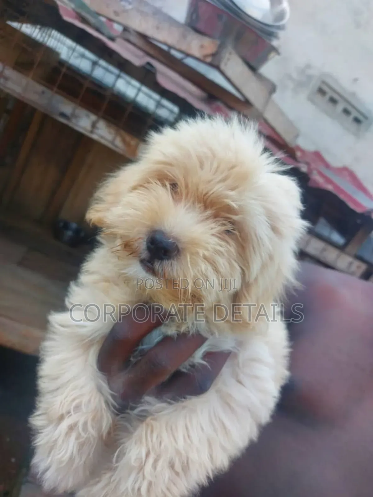 1-3 months Female Purebred Maltese