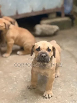 1-3 months Male Purebred Boerboel