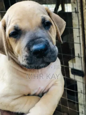 1-3 months Male Purebred Boerboel