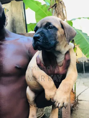 1-3 months Male Purebred Boerboel