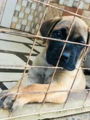 1-3 months Male Purebred Boerboel