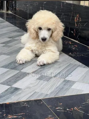 3-6 months Female Purebred Poodle