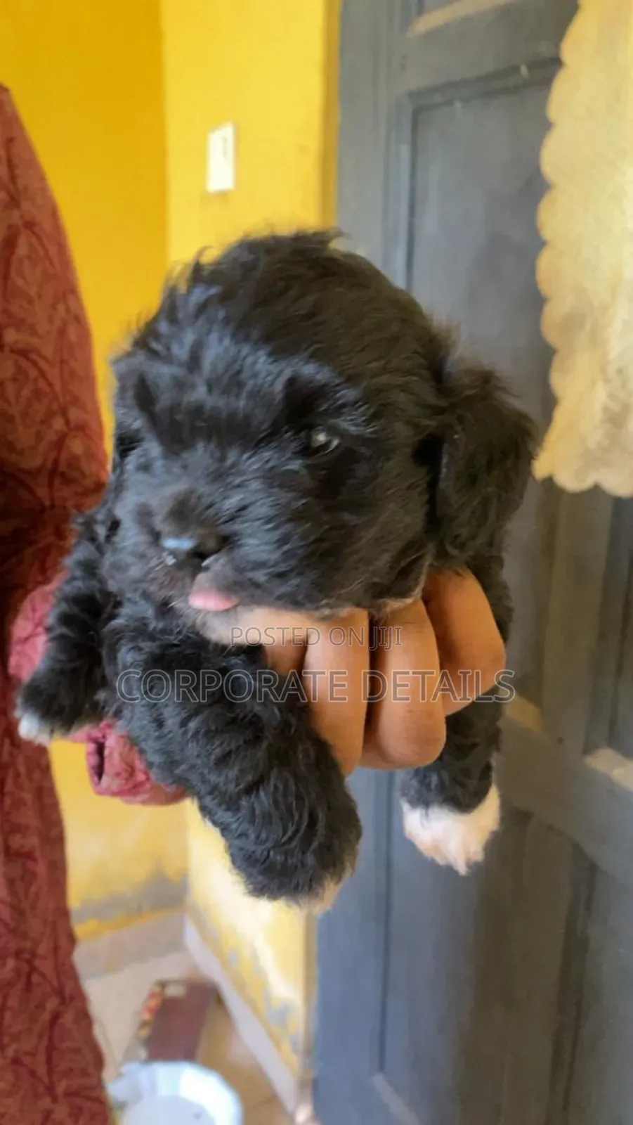 1-3 months Female Purebred Maltese