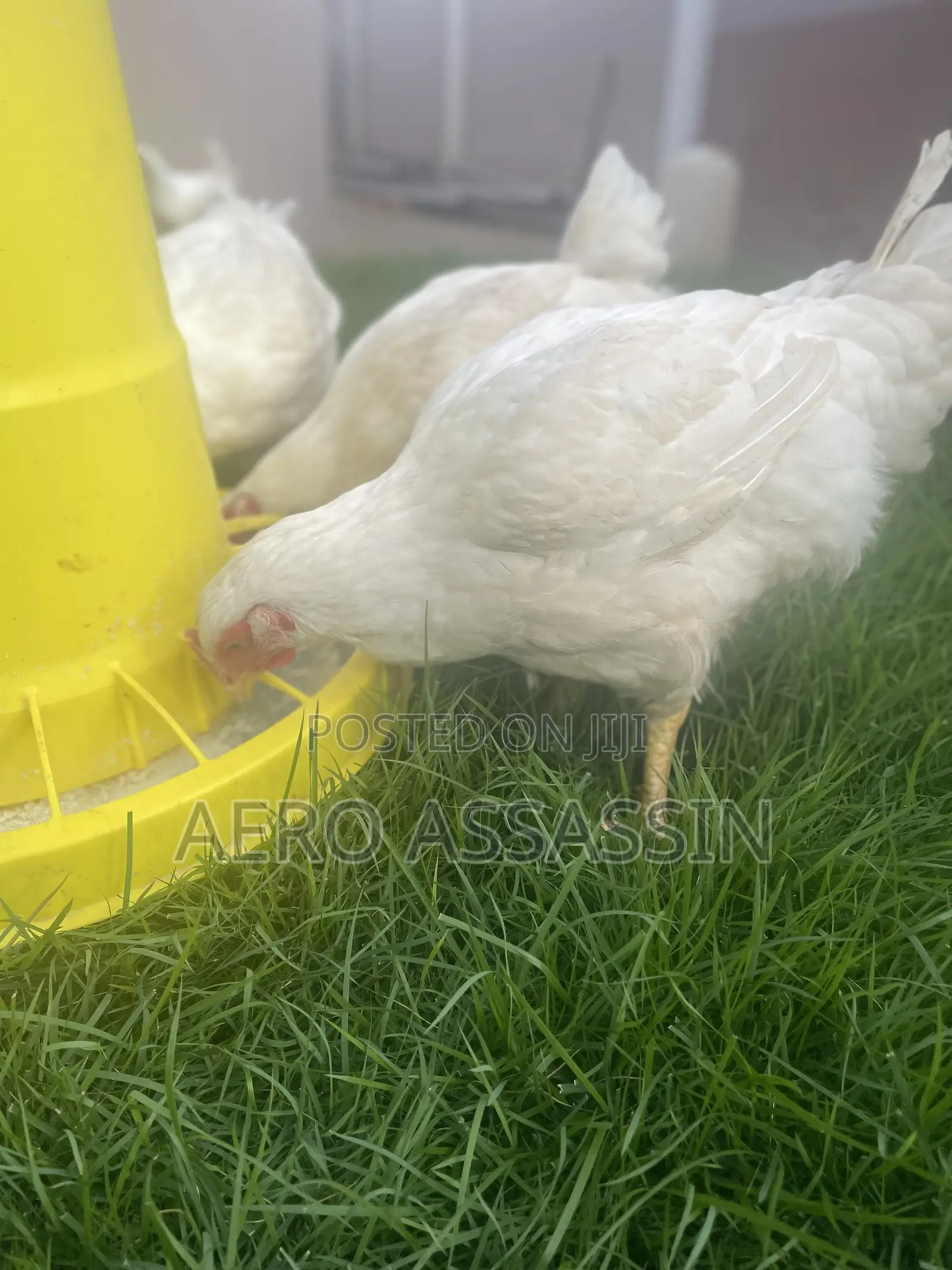 Live Broilers For Sale