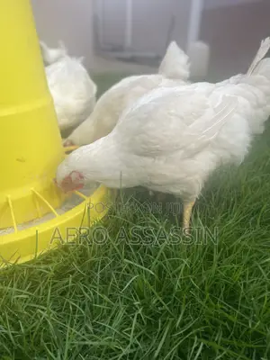 Live Broilers For Sale