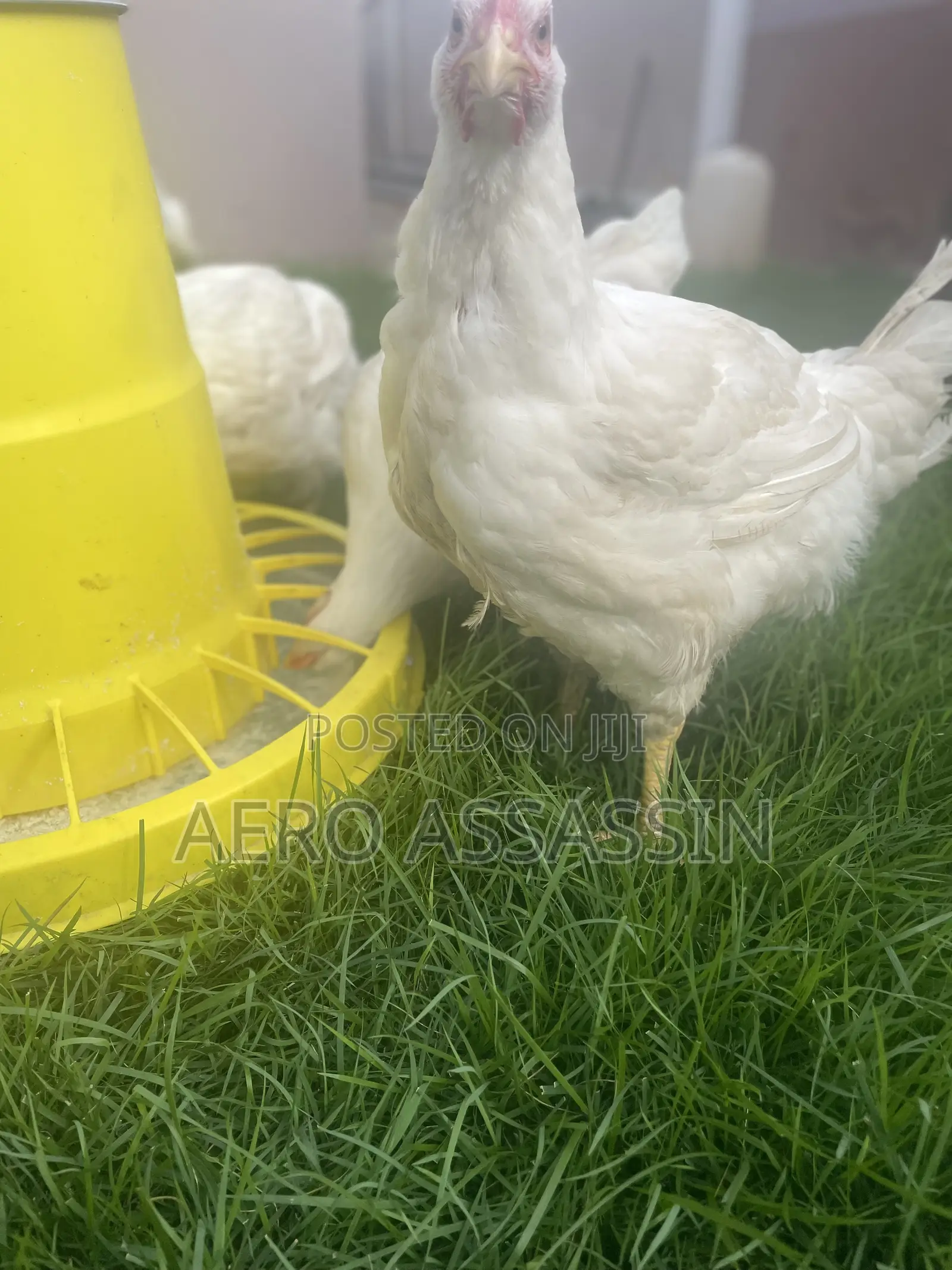 Live Broilers For Sale