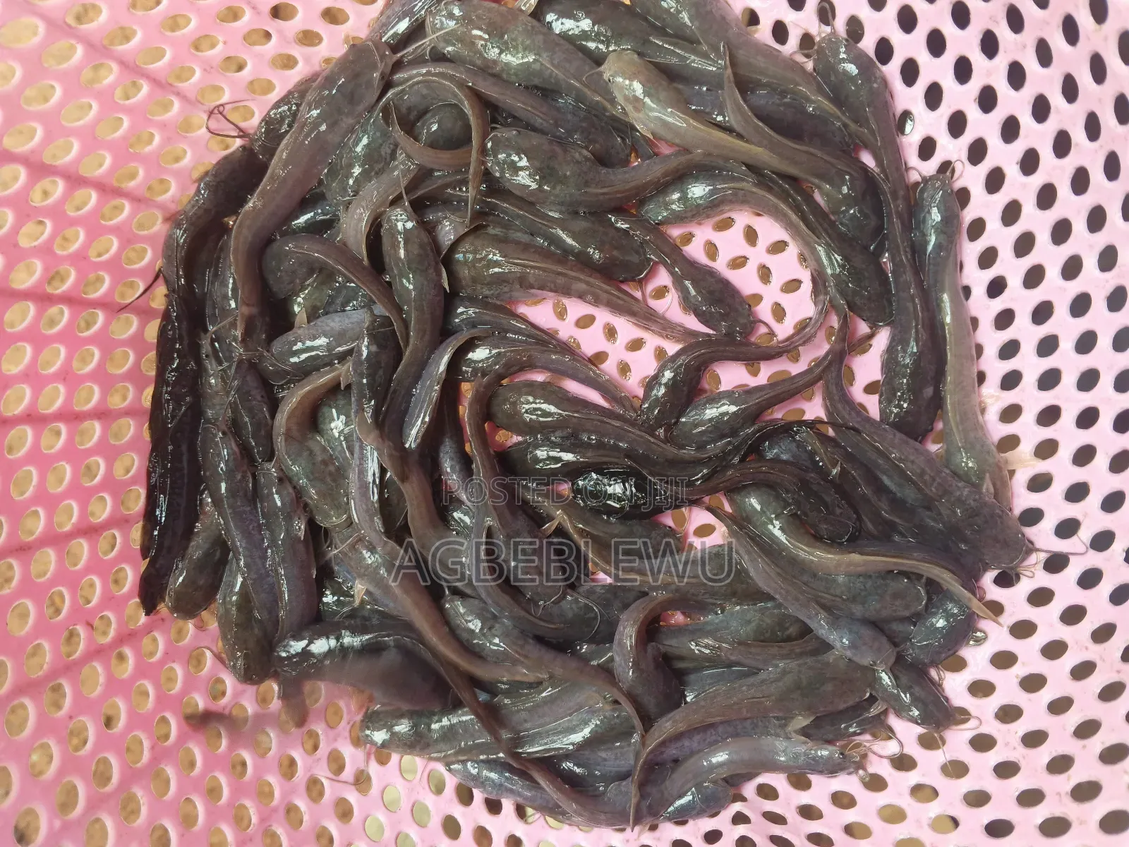 Catfish Juveniles,Fingerlings and Jumbo Size Available