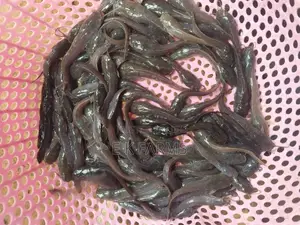 Catfish Juveniles,Fingerlings and Jumbo Size Available