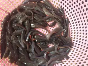 Catfish Juveniles,Fingerlings and Jumbo Size Available