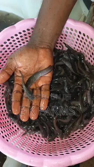Catfish Juveniles,Fingerlings and Jumbo Size Available