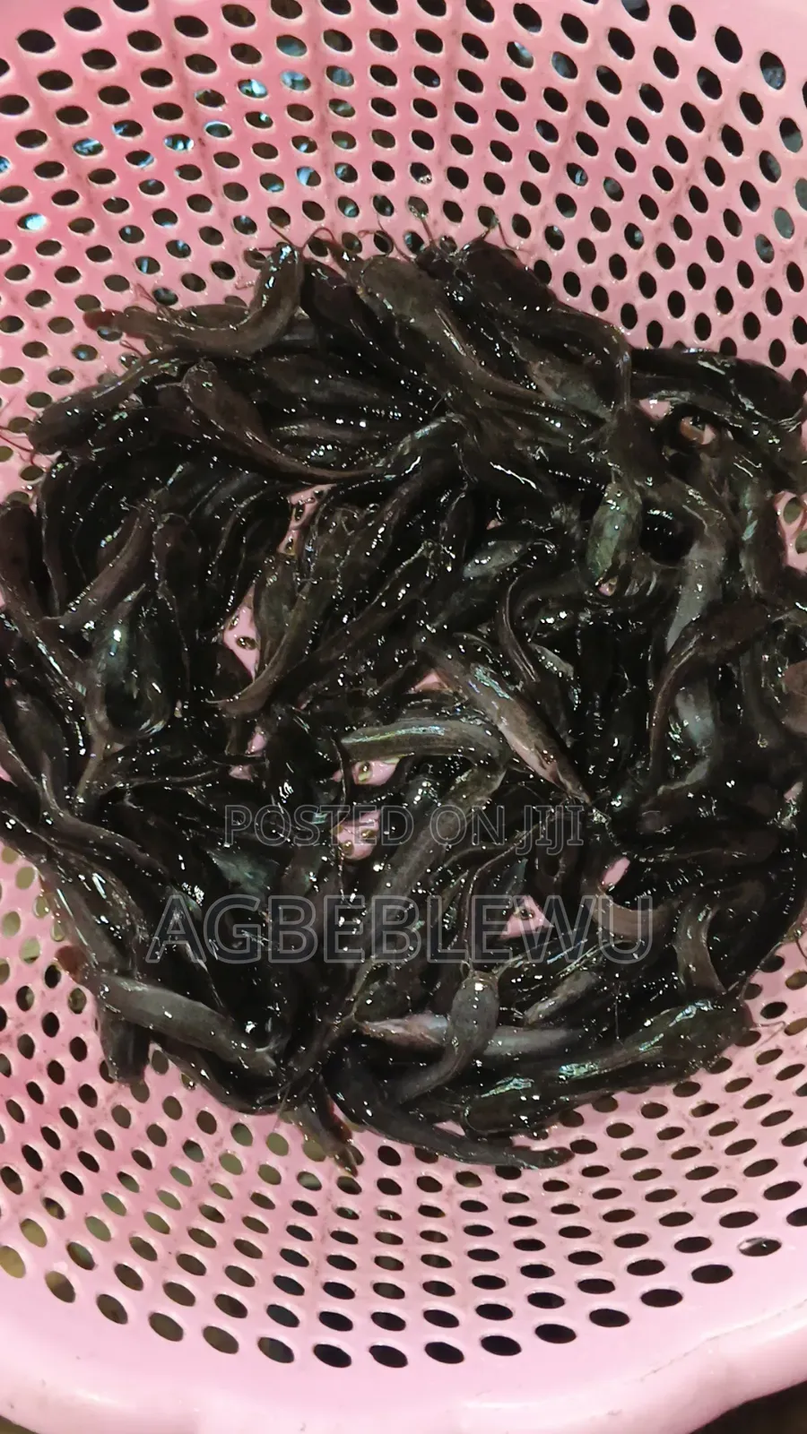 Catfish Juveniles,Fingerlings and Jumbo Size Available