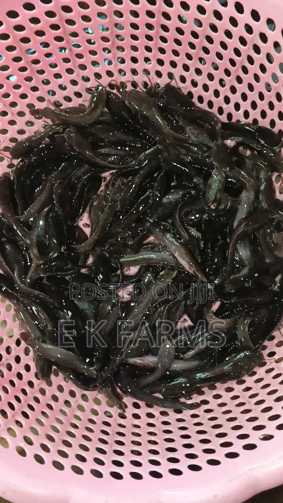Catfish Juveniles,Fingerlings and Jumbo Size Available