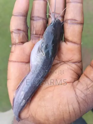 Catfish Juveniles,Fingerlings and Jumbo Size Available