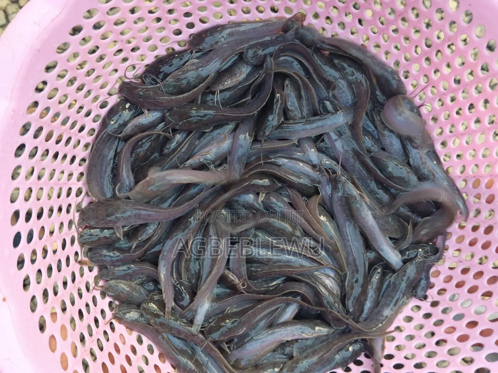 Catfish Juveniles,Fingerlings and Jumbo Size Available