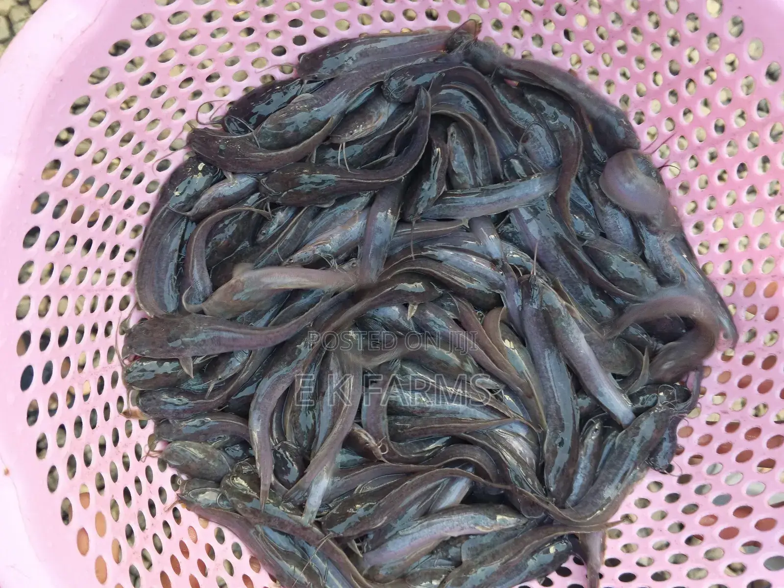 Catfish Juveniles,Fingerlings and Jumbo Size Available