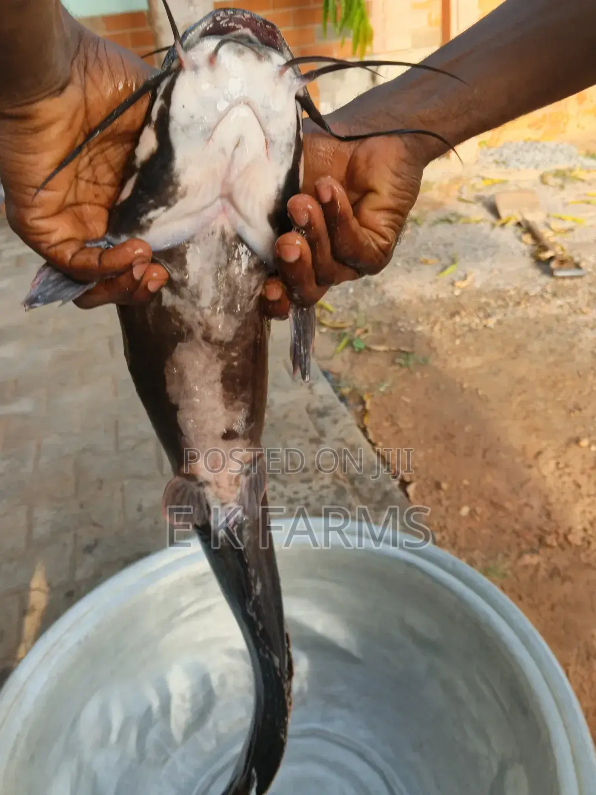 Broodstock Catfish