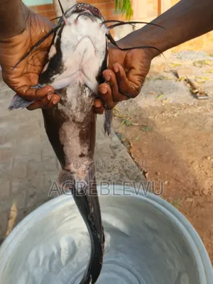 Broodstock Catfish