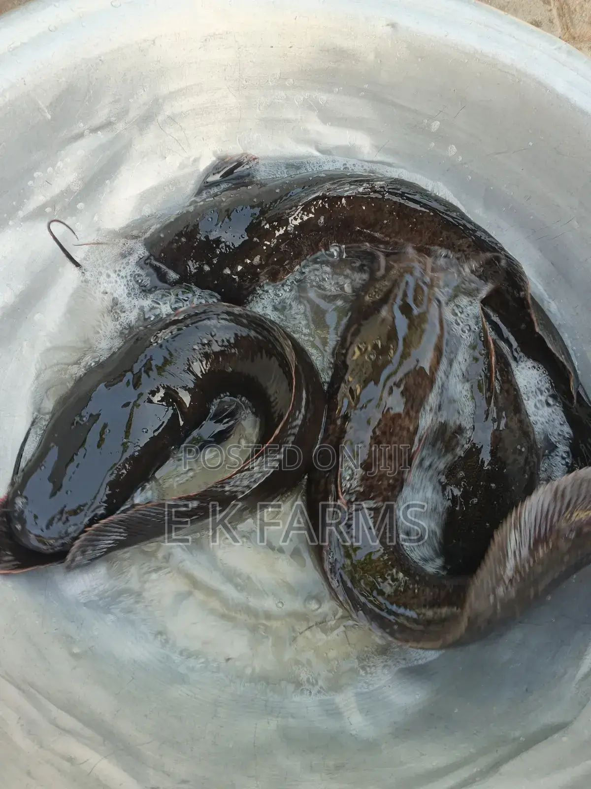 Broodstock Catfish
