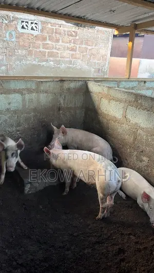 Pork Ghetto