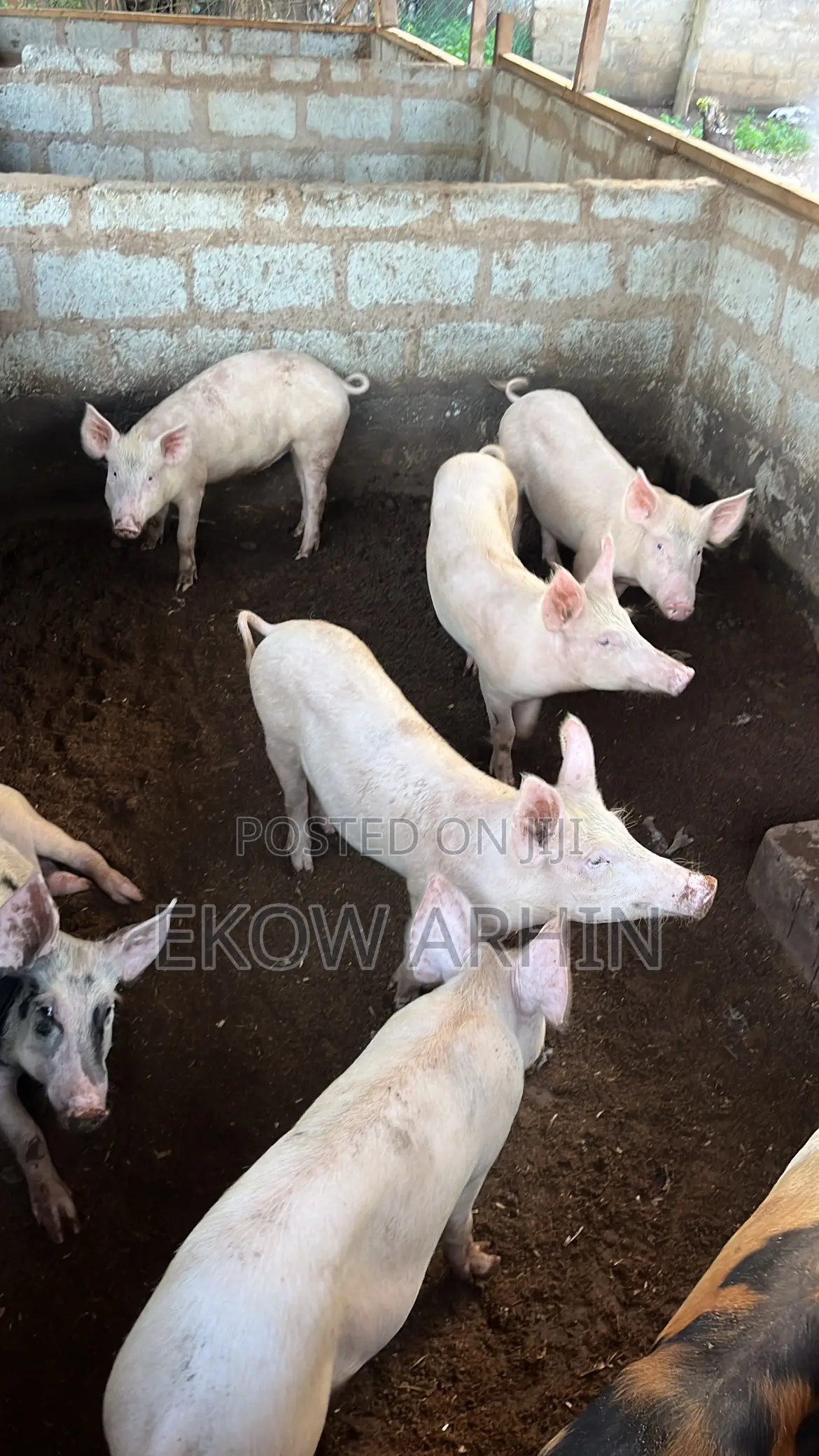 Pork Ghetto