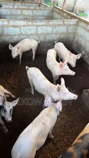 Pork Ghetto