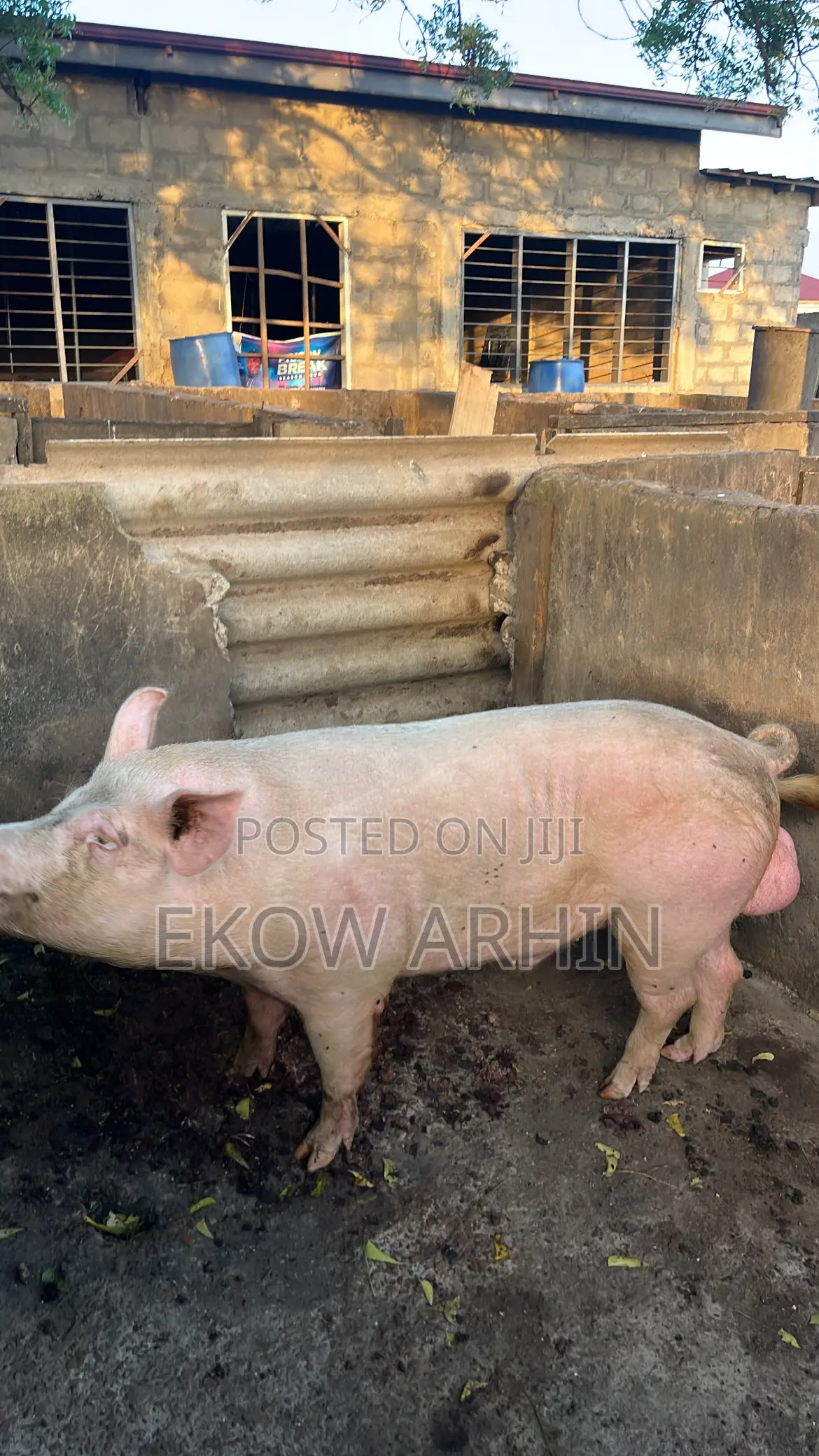 Pork Ghetto
