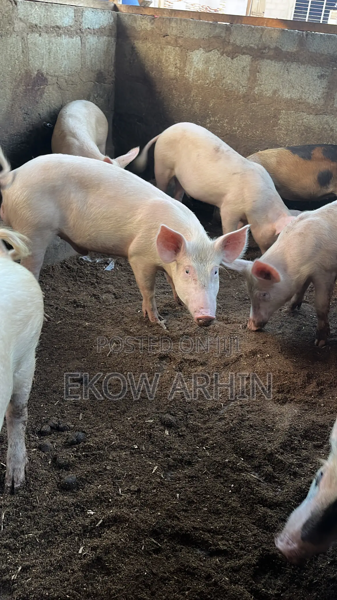 Pork Ghetto