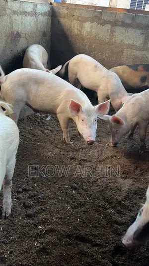 Pork Ghetto