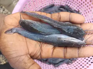 Catfish Juveniles and Fingerlings Available in Stock