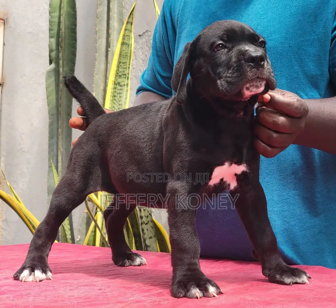 1-3 months Male Purebred Cane Corso