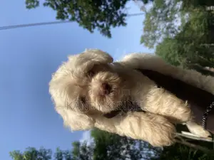 1-3 months Female Purebred Poodle