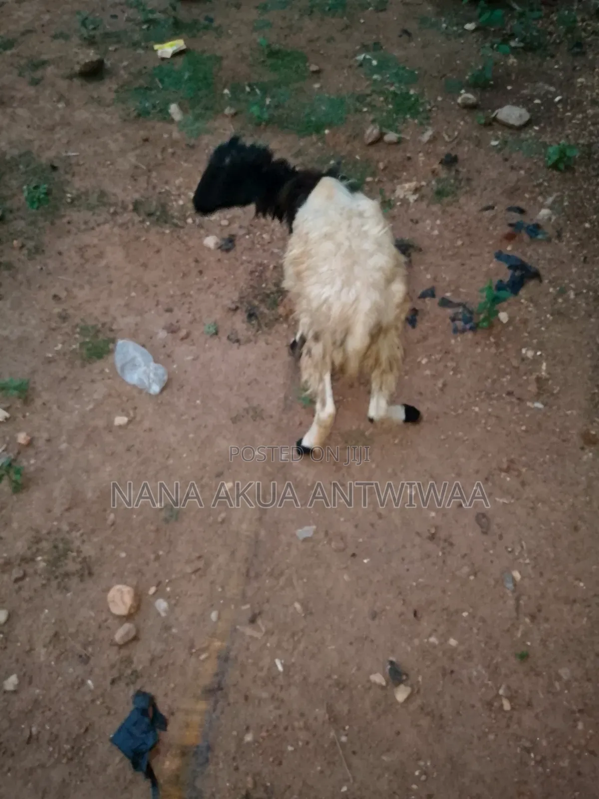 Healthy Well Fed Ram's Available