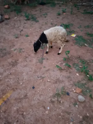 Healthy Well Fed Ram's Available