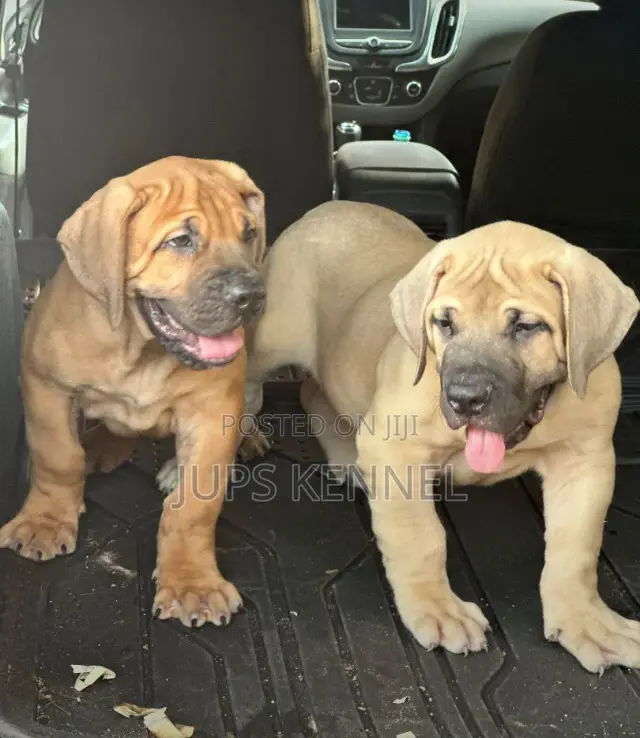 1-3 months Female Purebred Boerboel
