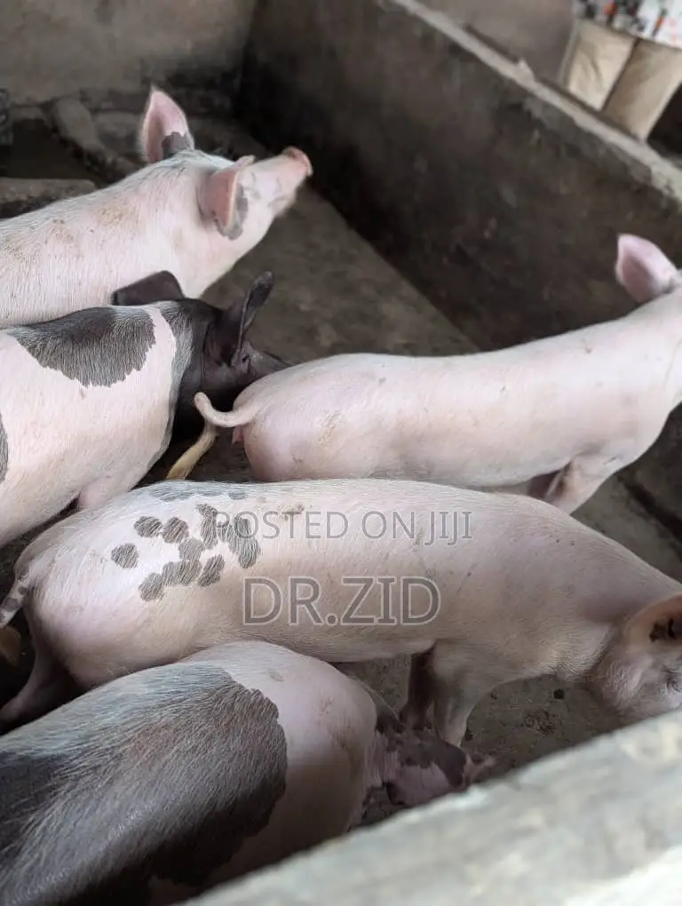 Health Pigs for Sale