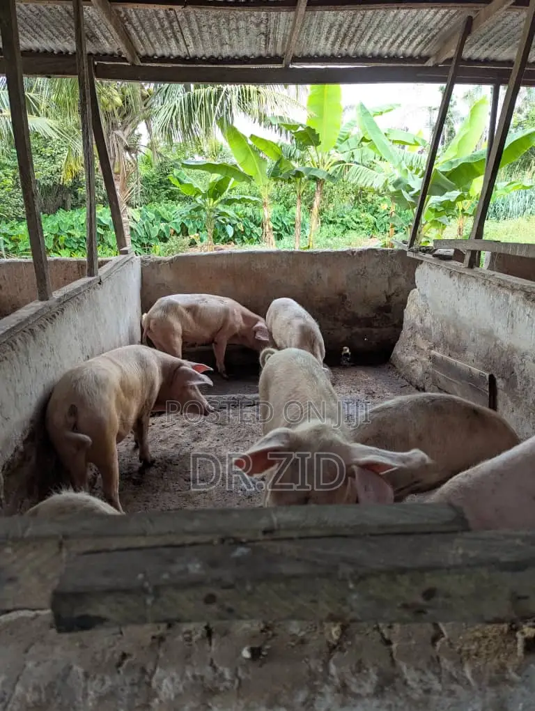 Health Pigs for Sale