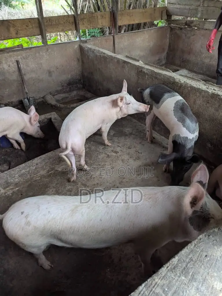 Health Pigs for Sale