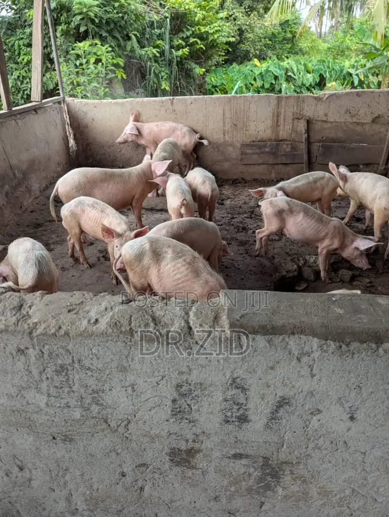 Health Pigs for Sale