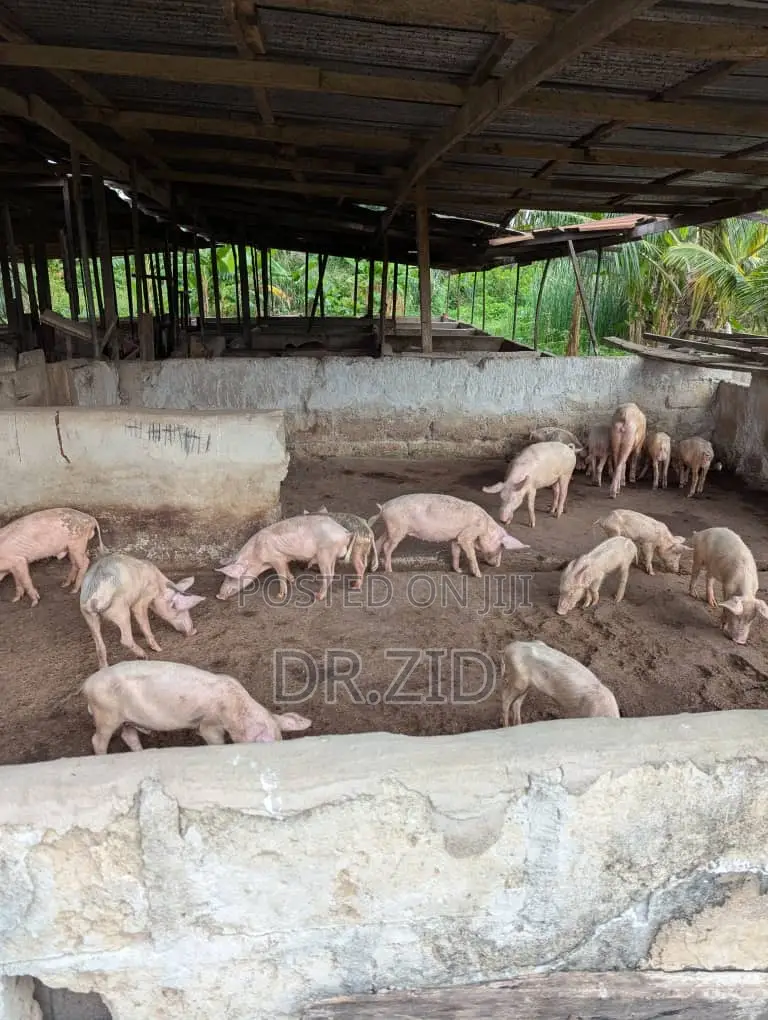 Health Pigs for Sale