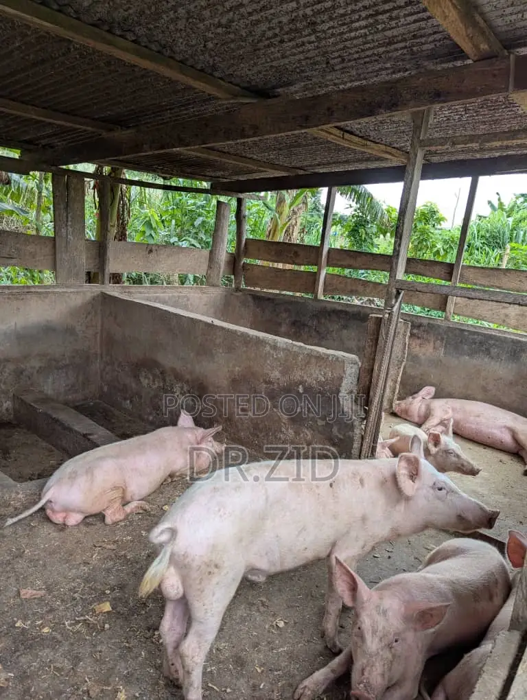 Health Pigs for Sale
