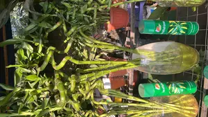 Lucky Bamboo for Sale
