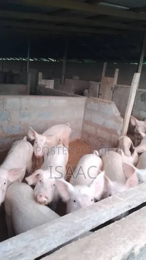 Pigs for Sale